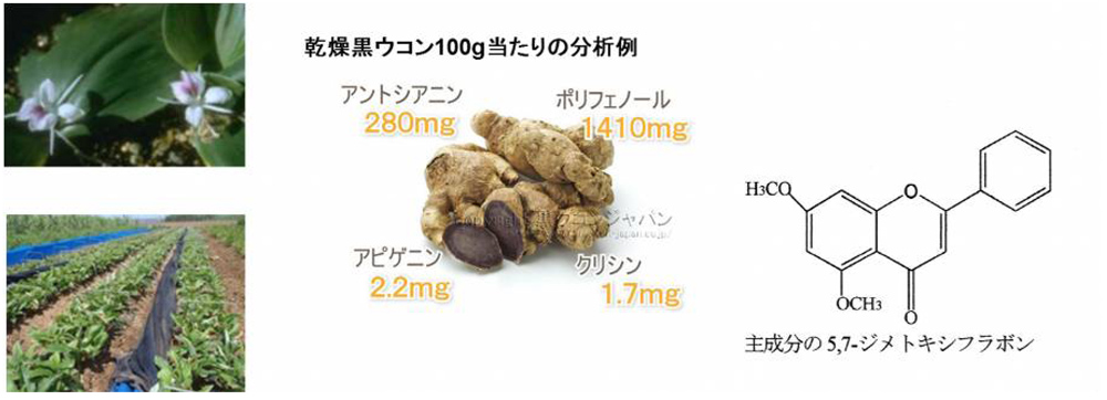 東海地域生物系先端技術研究会 読み物コーナー ～野菜の魅力～ ショウガの仲間