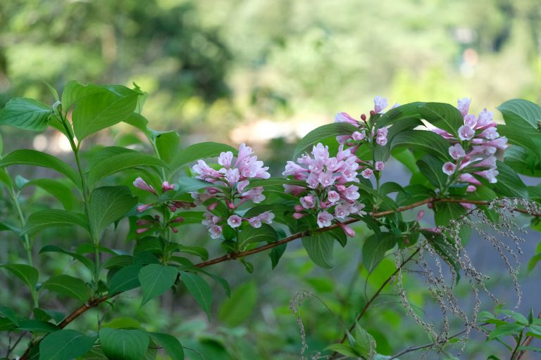 季節の花　タニウツギ