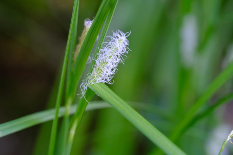 季節の花　ヒゴグサ