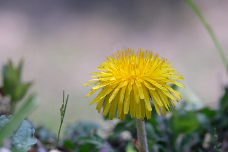 季節の花　タンポポ