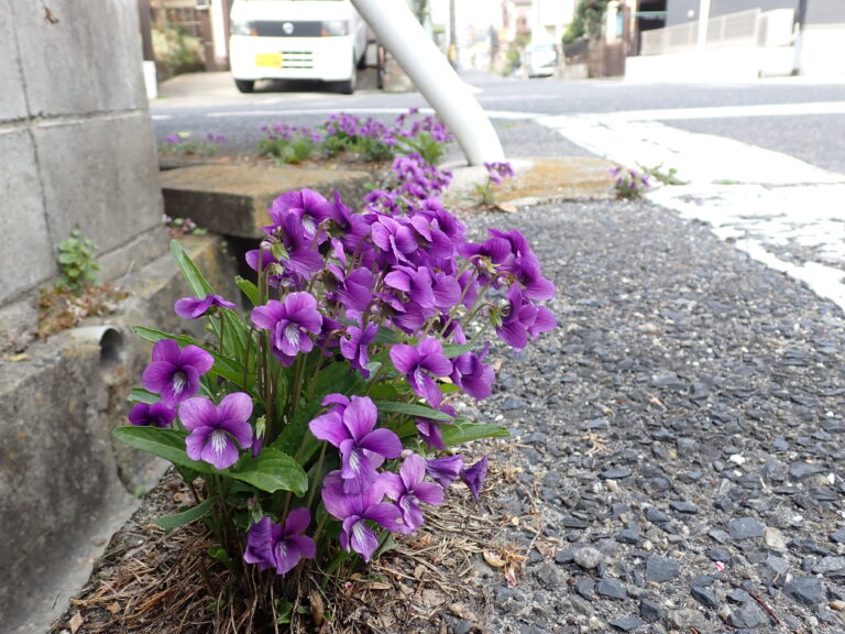 季節の花　スミレ