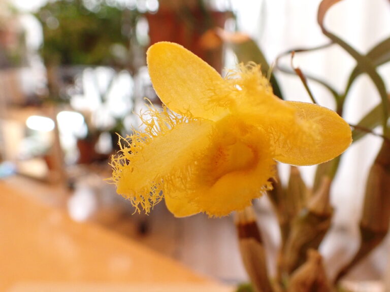 季節の花　Dendrobium harveyyanum